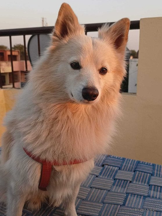 German Spitz Dogs For Mating In Jaipur