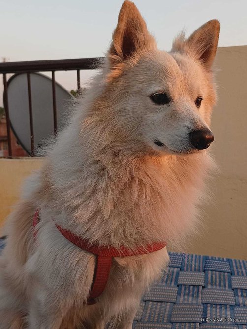 German Spitz Dogs For Mating In Jaipur