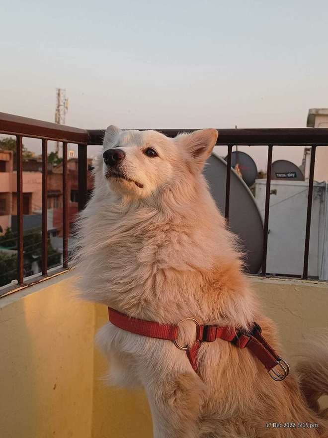German Spitz Dogs For Mating In Jaipur