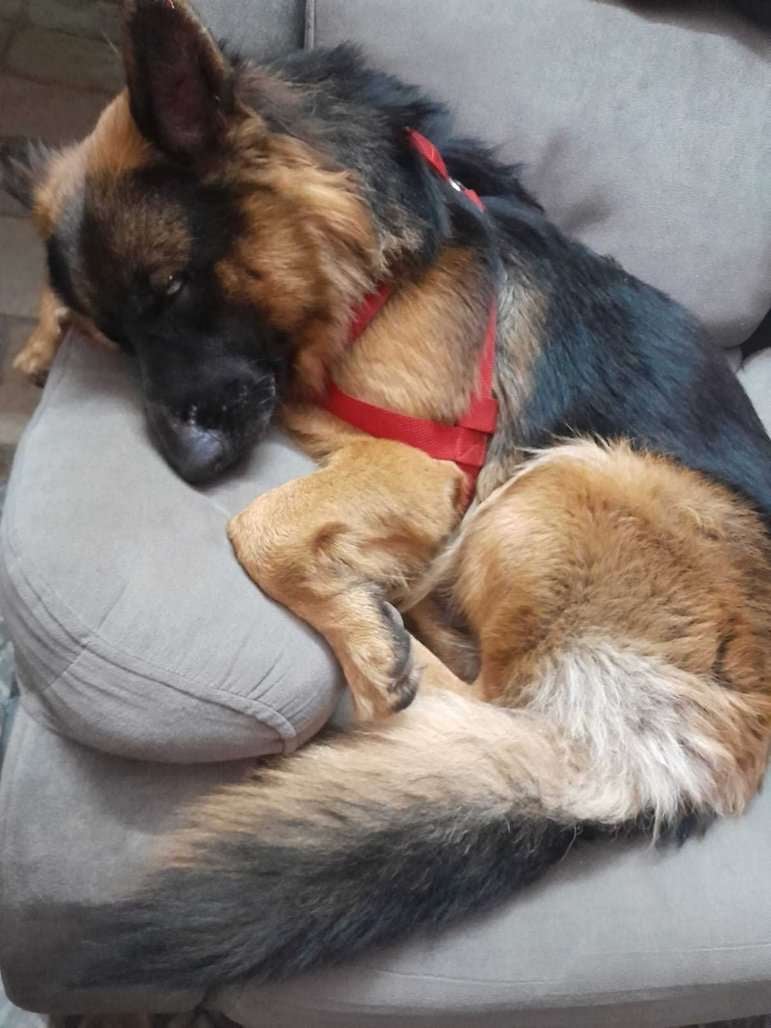 German Shepherd Dogs For Mating In Hyderabad