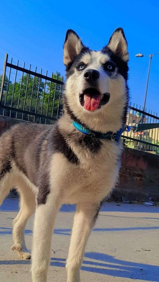 Siberian Husky Dogs For Mating In Delhi