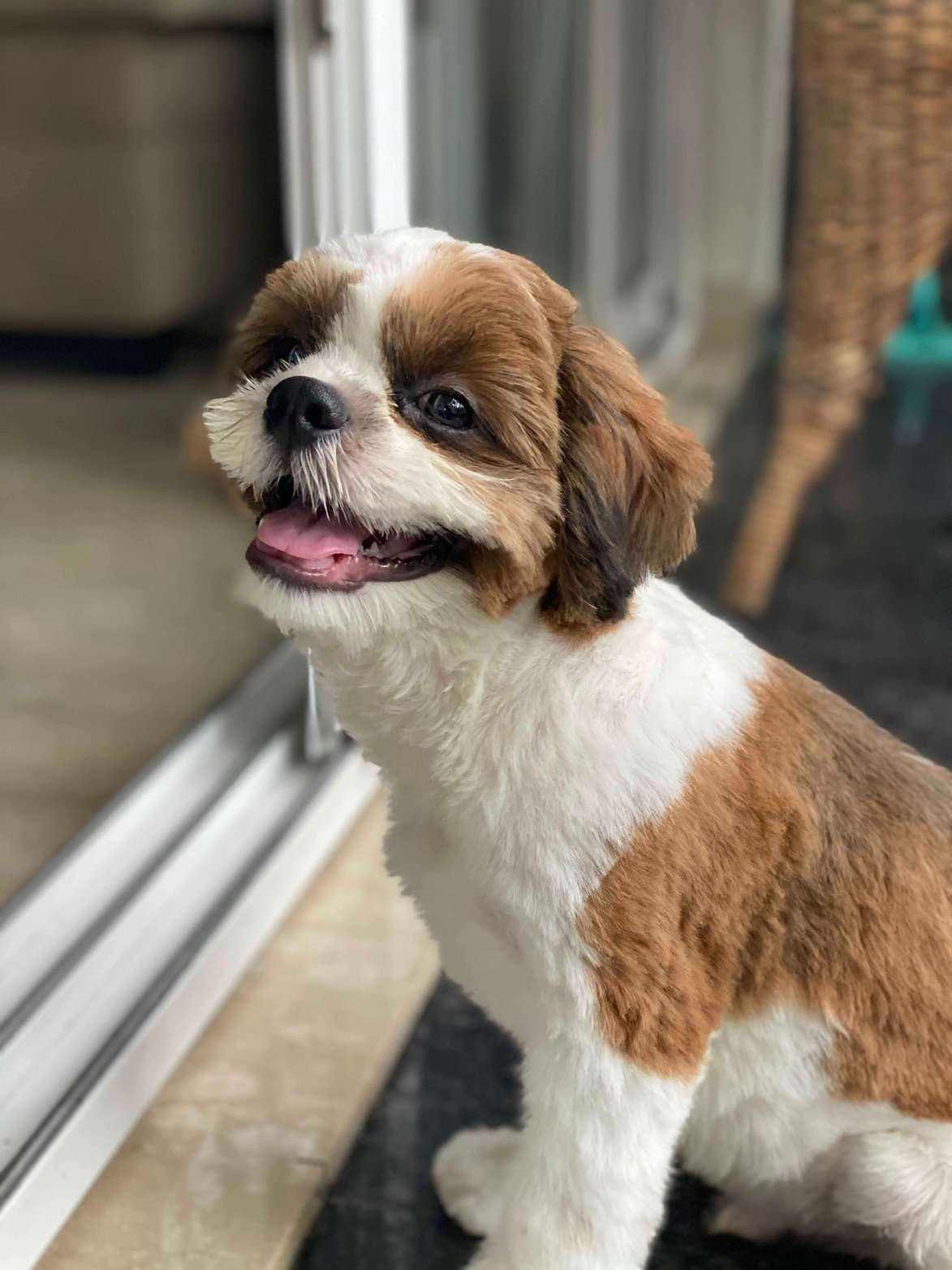 Shih Tzu Dogs For Mating In Delhi
