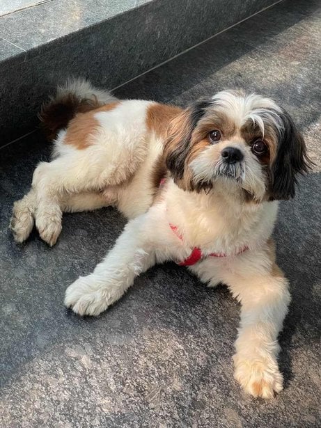 Shih Tzu Dogs For Mating In Delhi