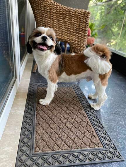 Shih Tzu Dogs For Mating In Delhi