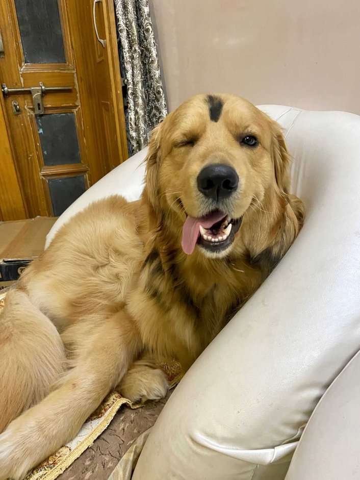 Golden Retriever Dogs For Mating In Delhi