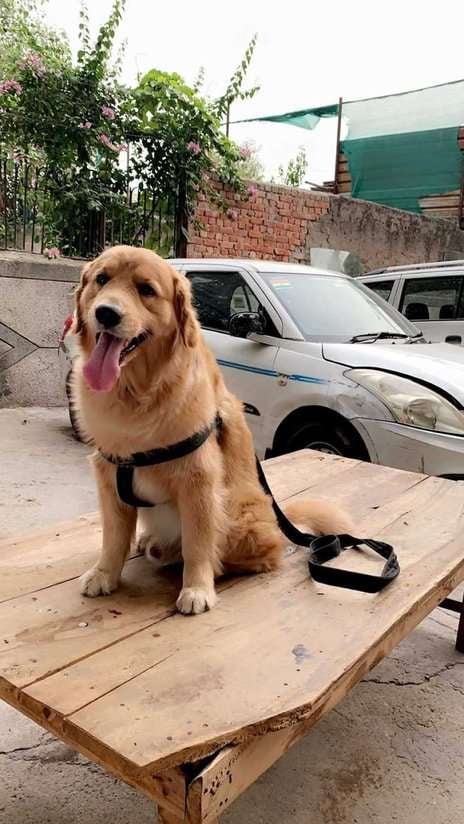 Golden Retriever Dogs For Mating In Delhi
