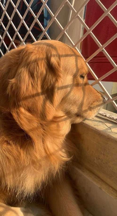Golden Retriever Dogs For Mating In Delhi