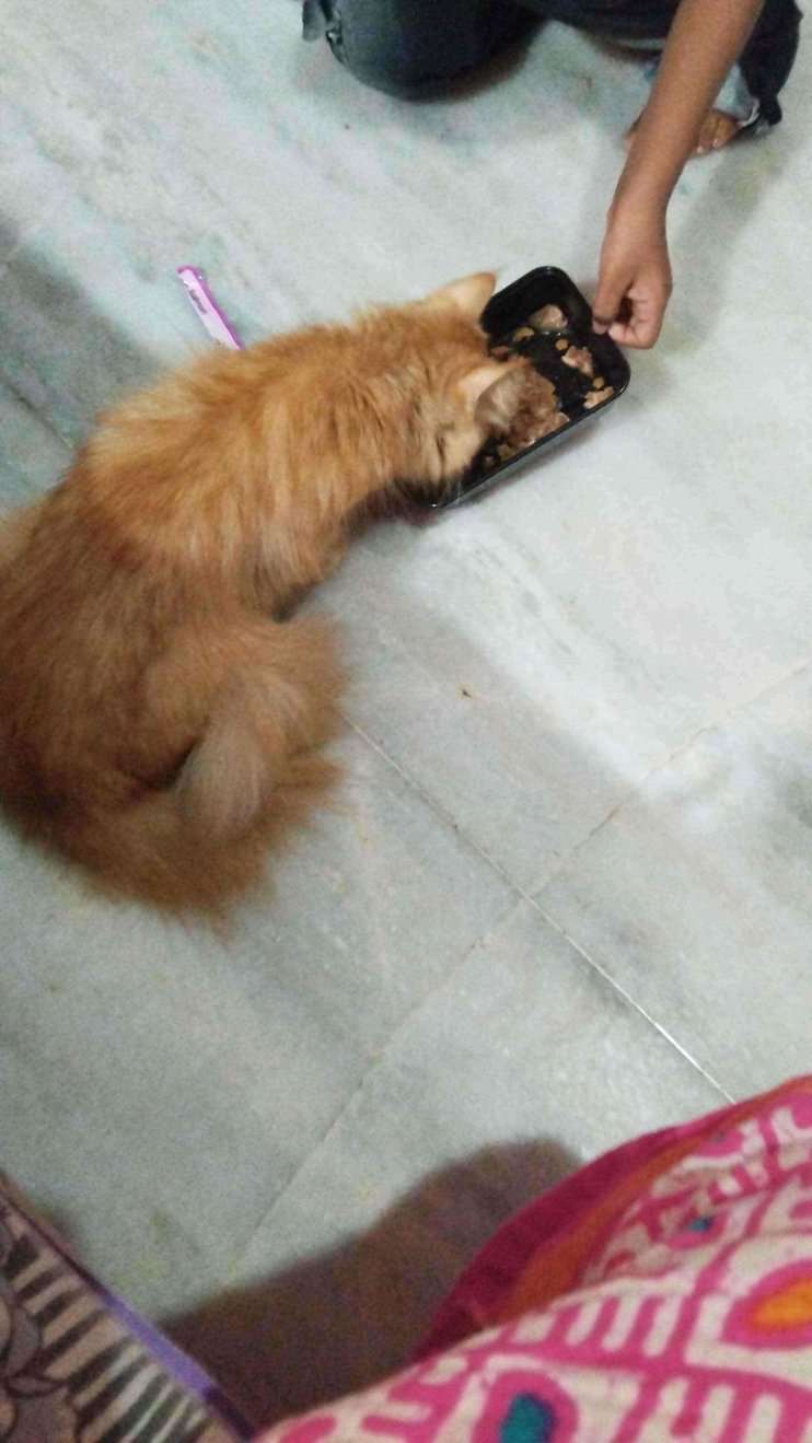 Persian Dogs For Mating In Hyderabad