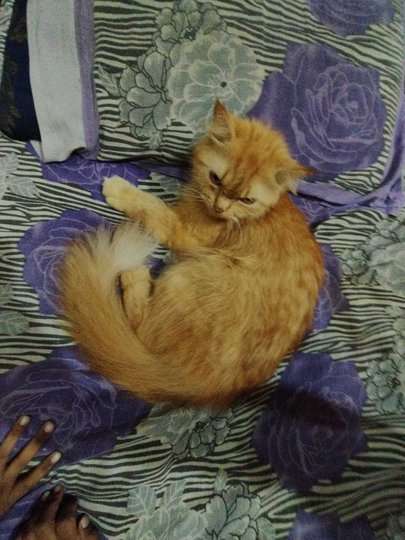 Persian Dogs For Mating In Hyderabad