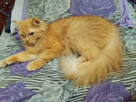 Persian Dogs For Mating In Hyderabad