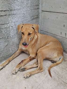 Indian Breed For Adoption In Jamnagar