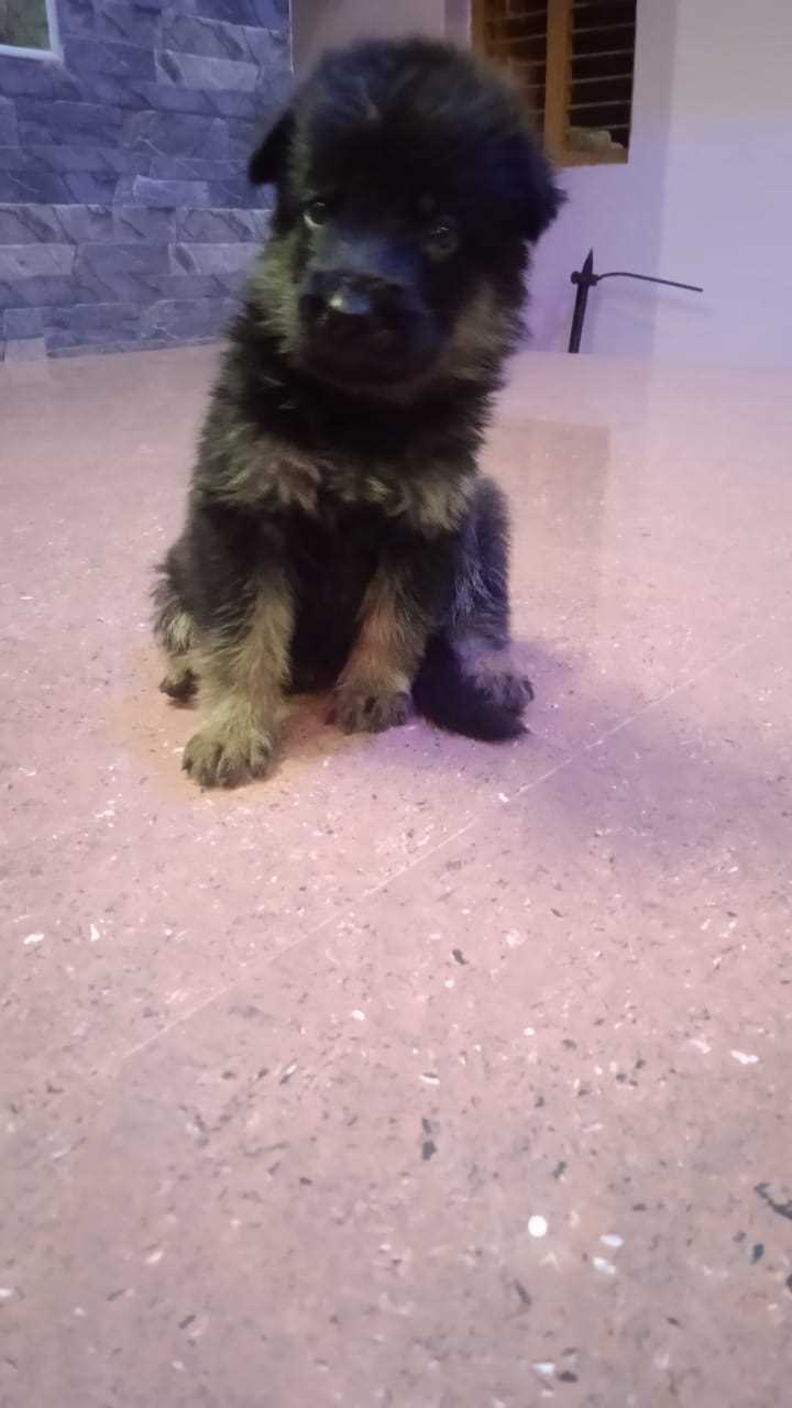 German Shepherd For Sale In Dindigul
