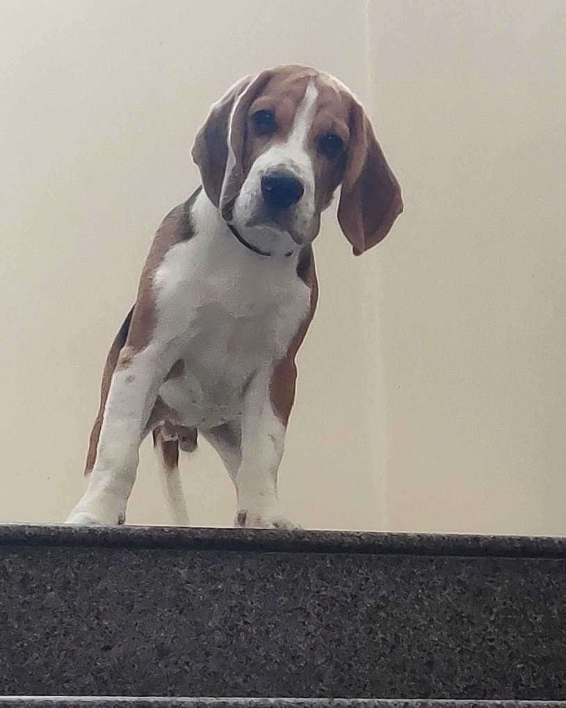 Beagle Dogs For Mating In Pune