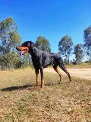 Doberman Pinscher Dogs For Mating In Bangalore