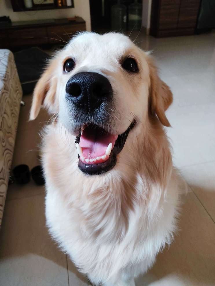 Golden Retriever Dogs For Mating In Bangalore