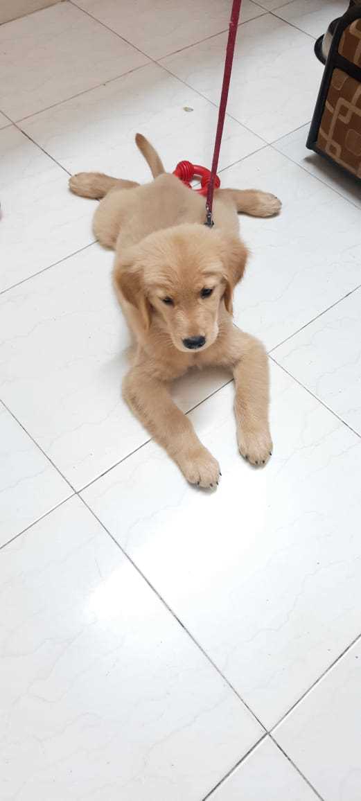 Golden Retriever For Sale In Panvel