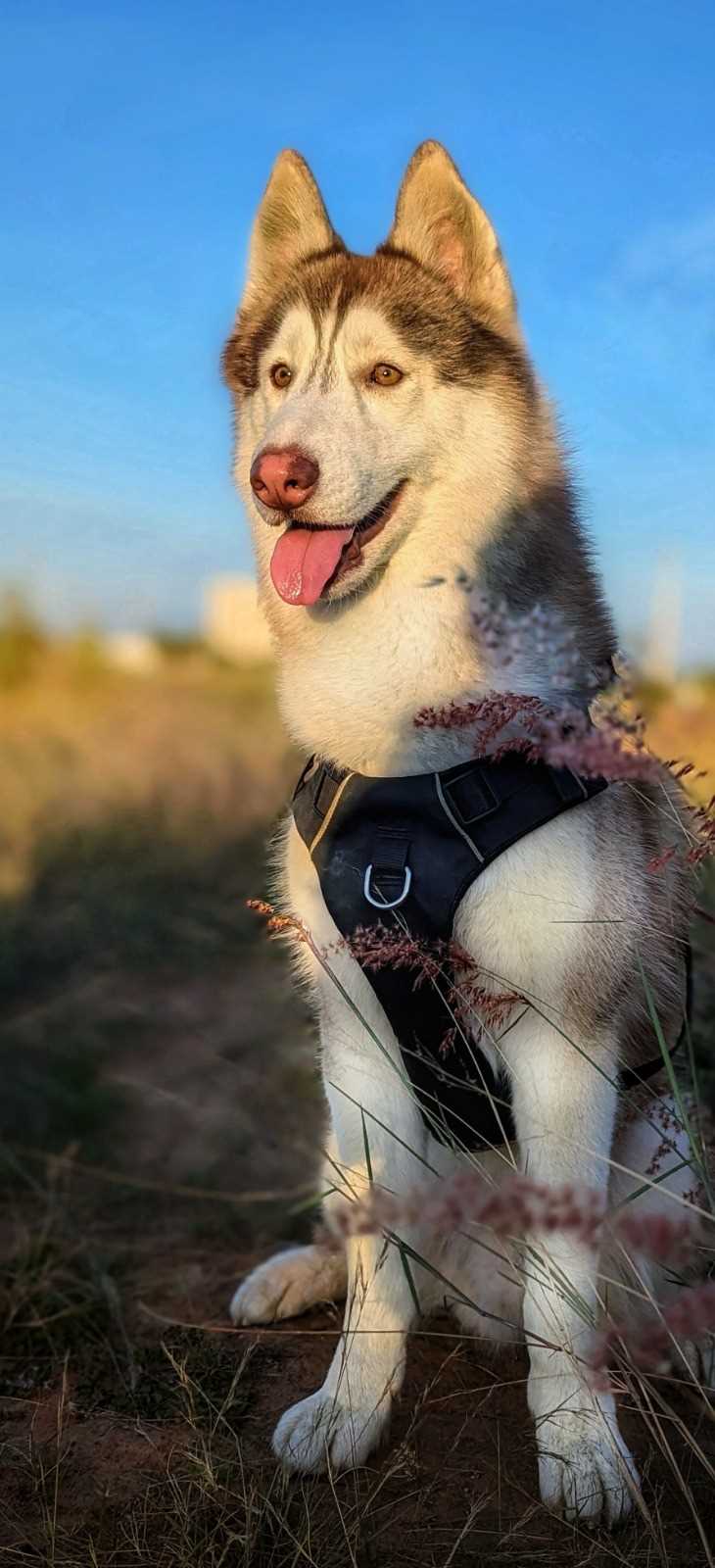 Siberian Husky Dogs For Mating In Bangalore