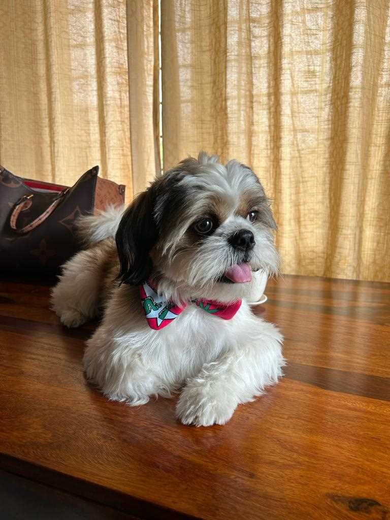 Shih Tzu Dogs For Mating In Bangalore