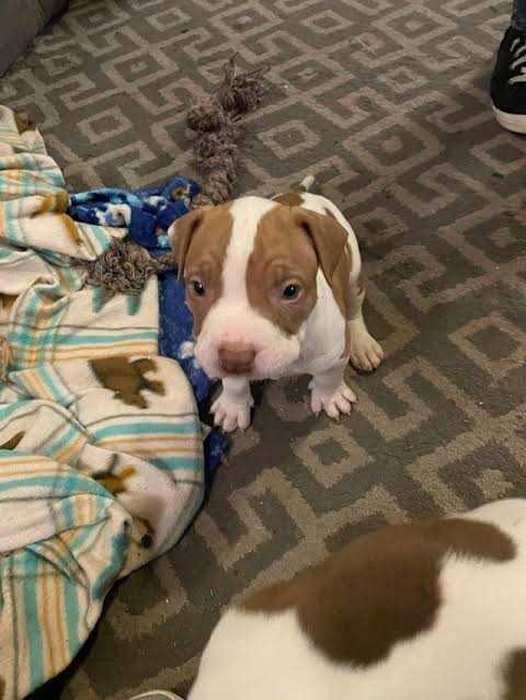 Pitbull For Sale In Muzaffarnagar
