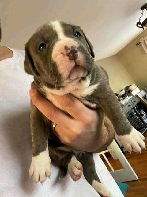Pitbull For Sale In Muzaffarnagar