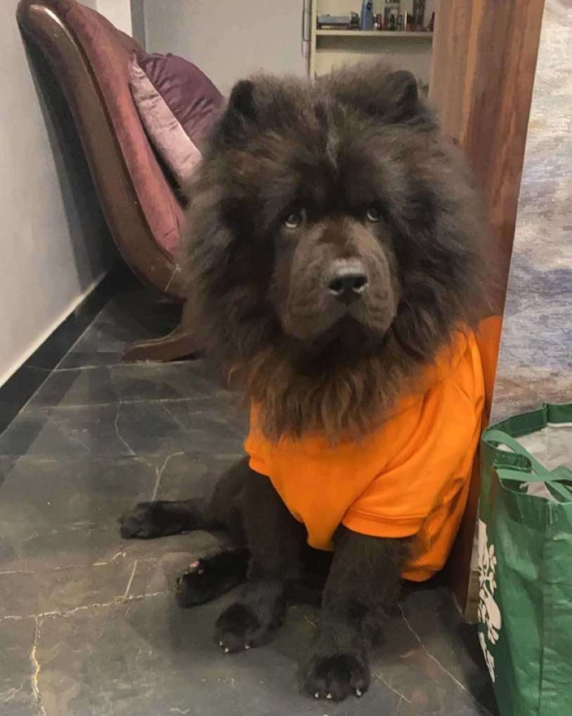Chow Chow Dogs For Mating In Delhi