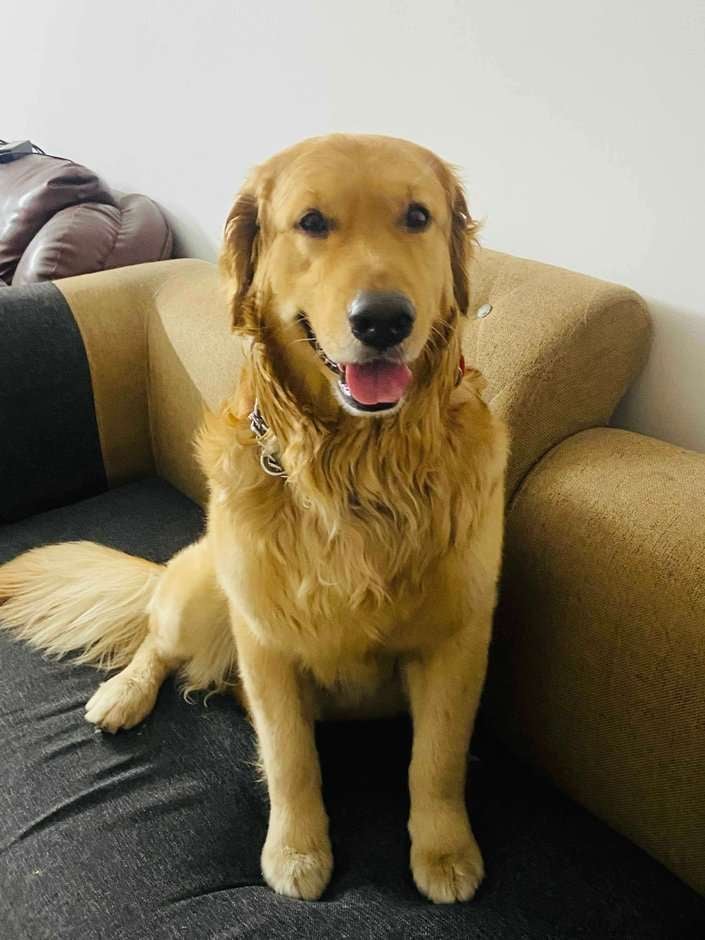 Golden Retriever Dogs For Mating In Noida