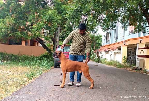 Boxer Dogs For Mating In Secunderabad