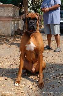Boxer Dogs For Mating In Secunderabad