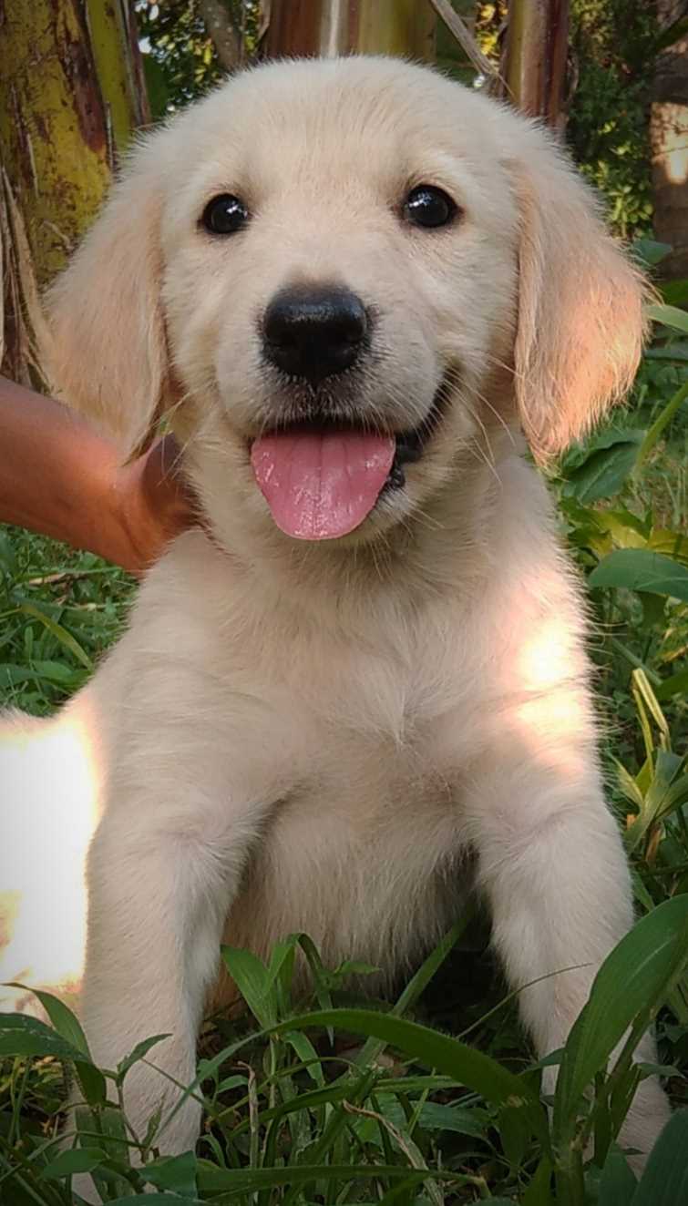 Golden Retriever For Sale In Thrissur
