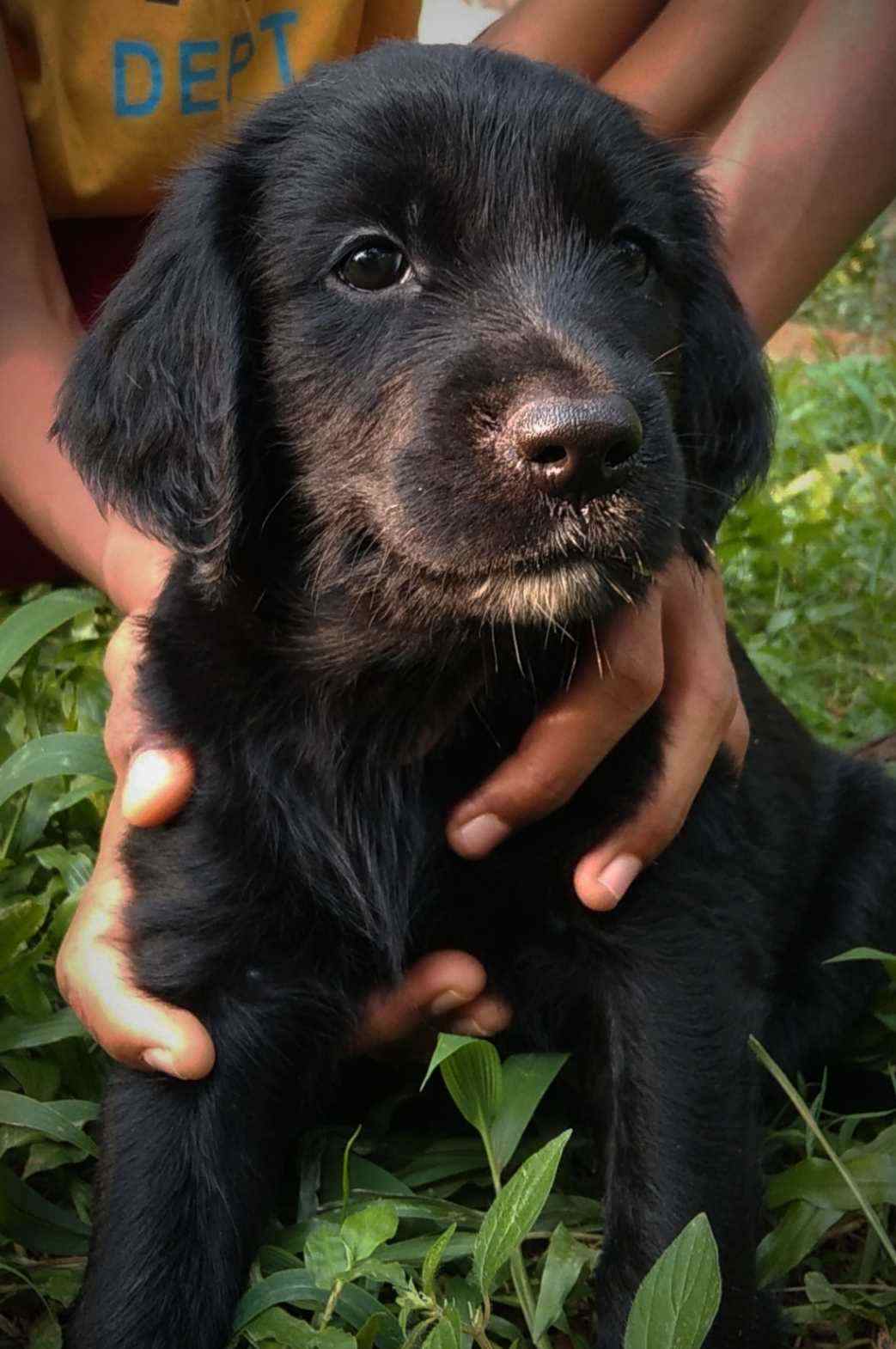 Flat Coated Retriever For Sale In Thrissur