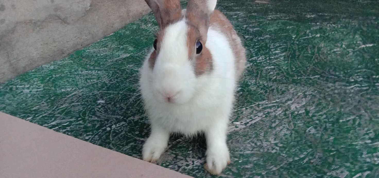 Rabbits For Adoption In Jaipur