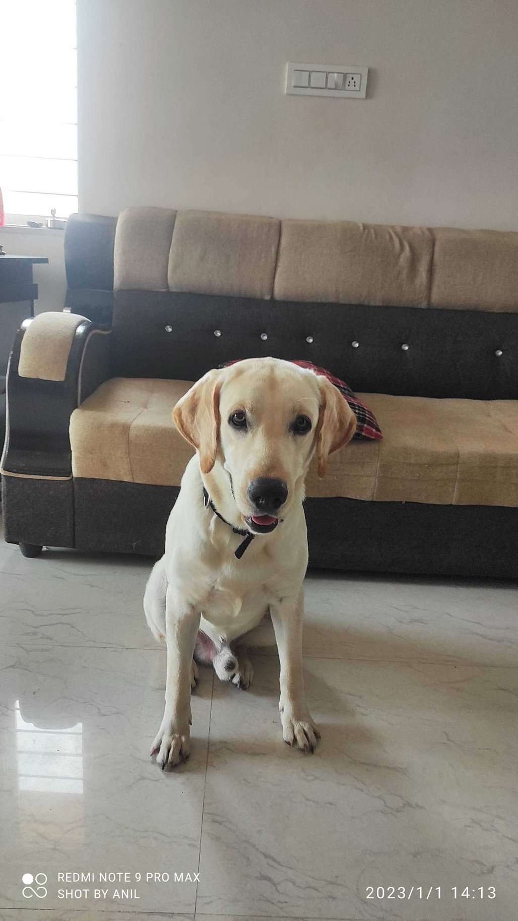 Labrador Retriever Dogs For Mating In Secunderabad