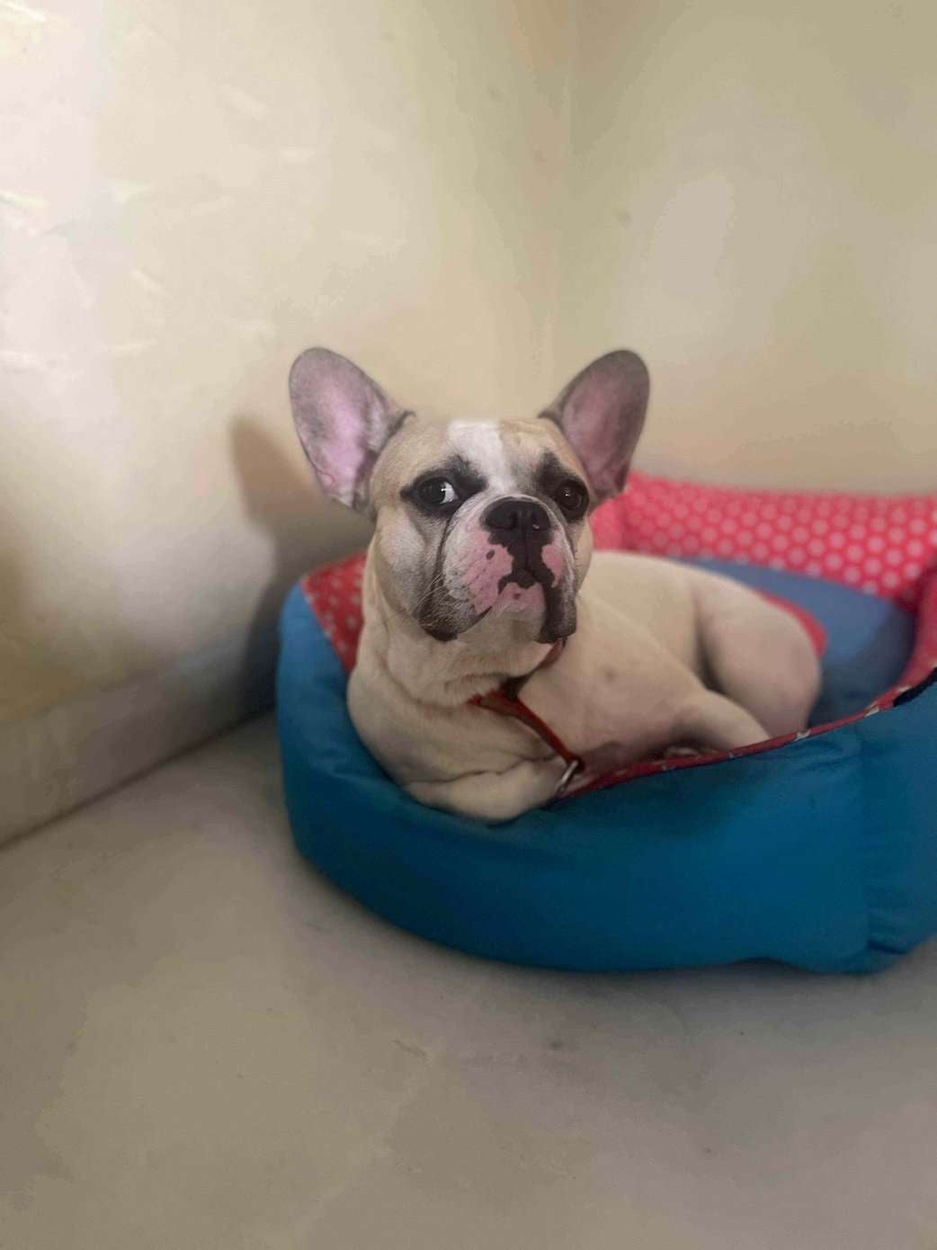 French Bulldog Dogs For Mating In Chandigarh