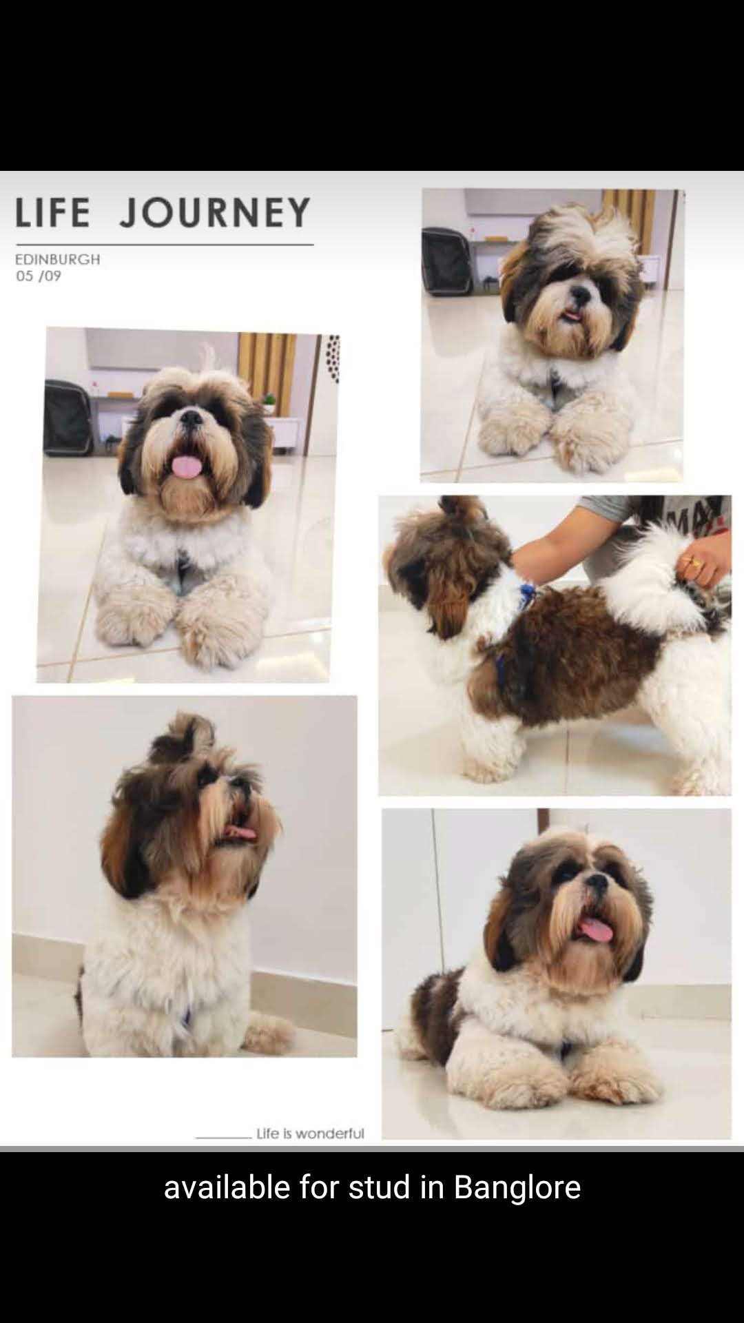 Shih Tzu Dogs For Mating In Bangalore