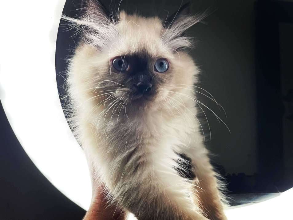 Siamese For Sale In Mohali