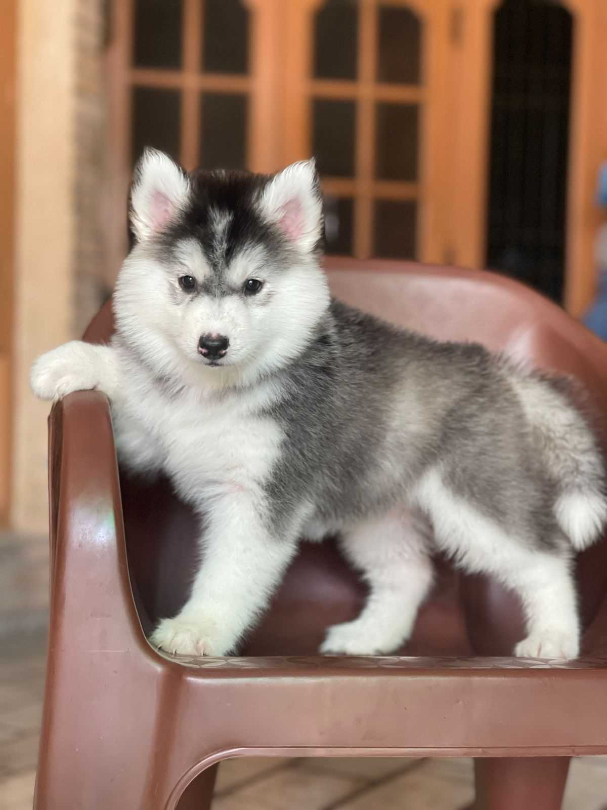 Siberian Husky For Sale In Jalandhar