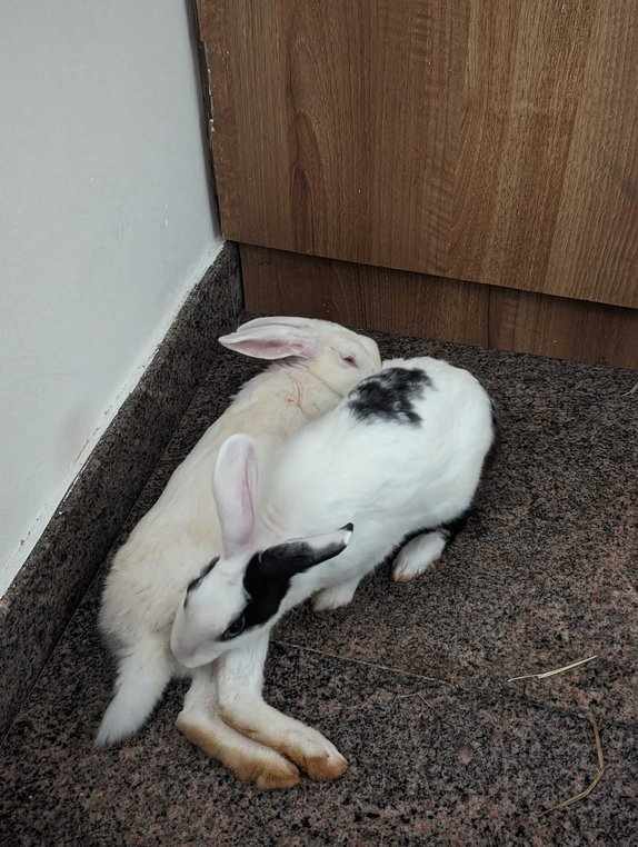 Rabbits For Adoption In Bangalore