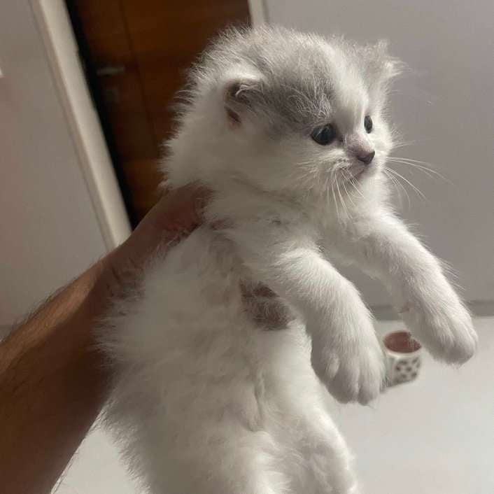 Persian For Sale In Gurgaon