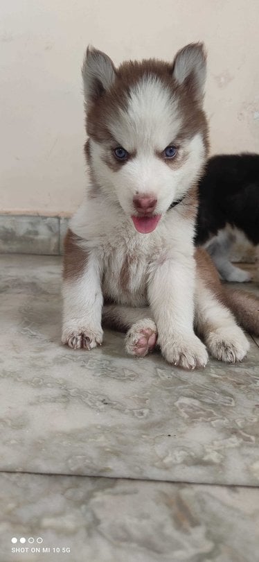 Siberian Husky For Sale In Jaipur