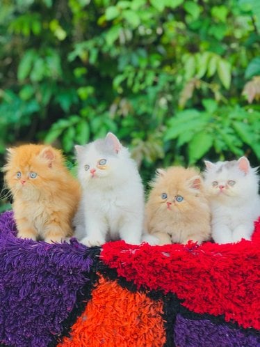 Persian For Sale In Chennai