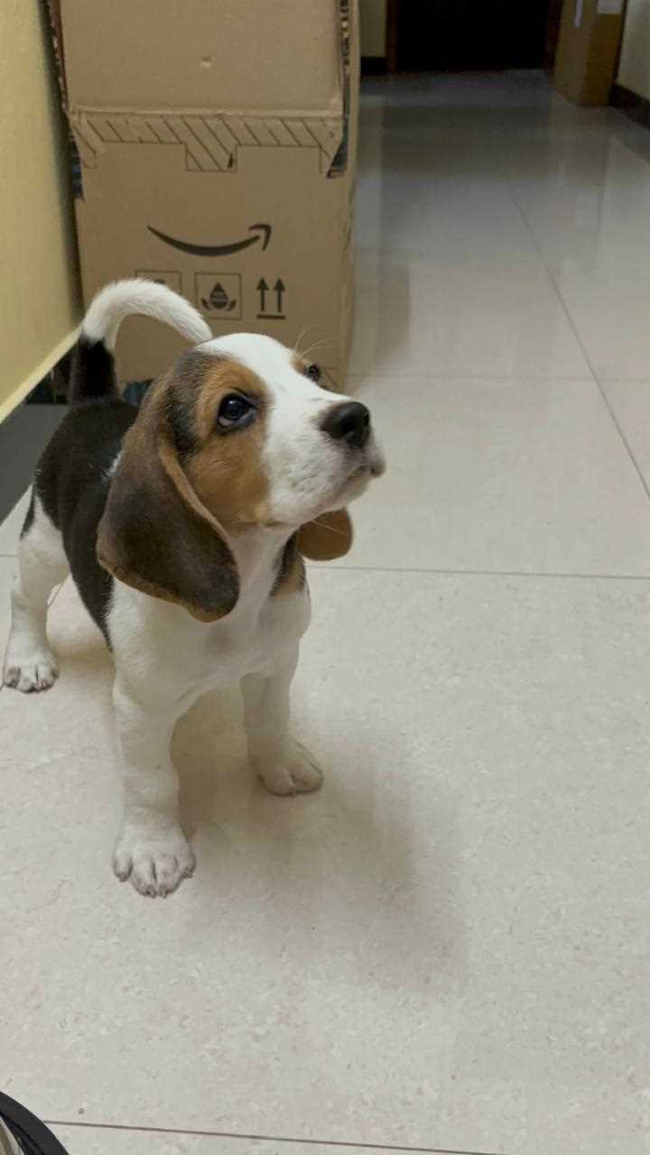 Beagle For Sale In Hassan
