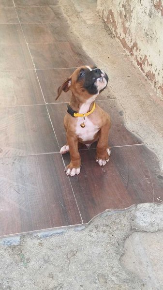 Boxer For Sale In Hubli Dharwad
