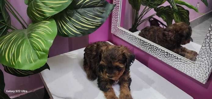 Cavapoo For Sale In Udupi