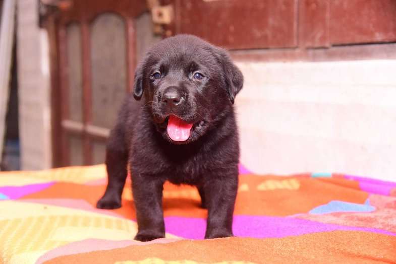 Labrador Retriever For Sale In Mangalore