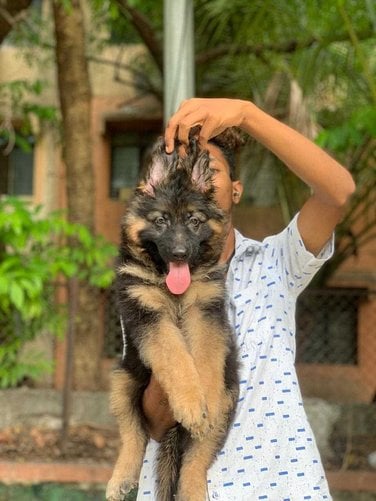 German Shepherd For Sale In Mysore