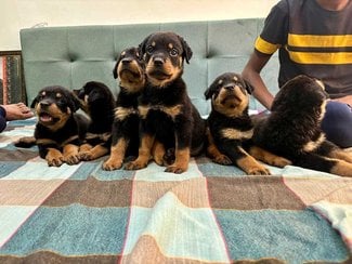 Rottweiler For Sale In Thrissur