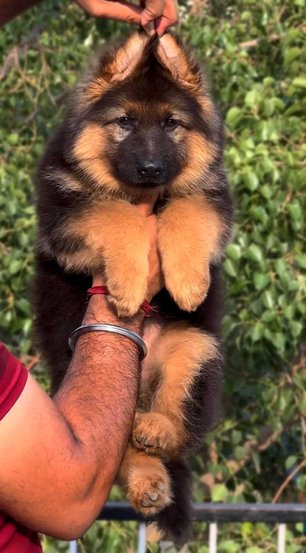 German Shepherd For Sale In Kottayam