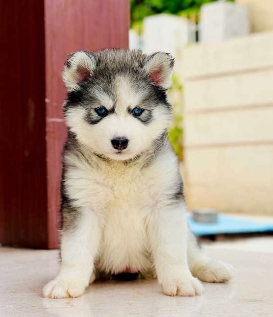 Siberian Husky For Sale In Davanagere