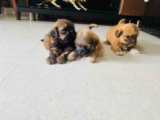 Lhasa Apso For Sale In Kochi