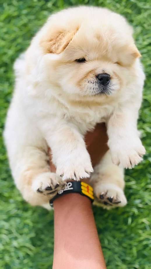 Chow Chow For Sale In Alleppey